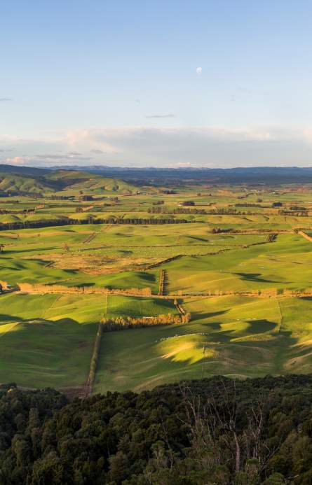 Forest Hill Walk, Southland, New Zealand